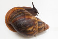 Archachatina marginata egregia Cameroon typ 1c adult, 9cm